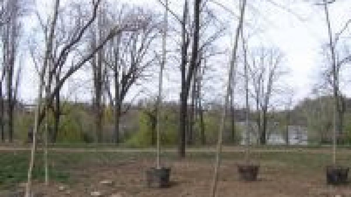 parcul bordei vandut de un turnator si salvat de un fost urmarit de securitate