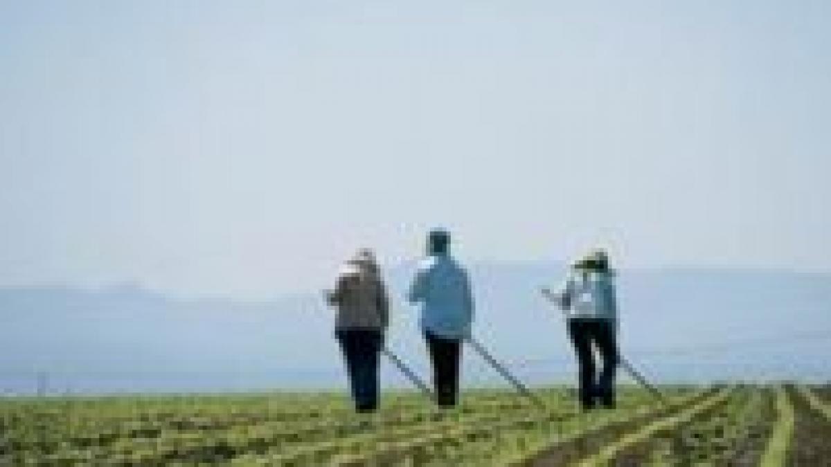 the independent guvernul britanic a luat masuri prostesti impotriva muncitorilor romani si bulgari