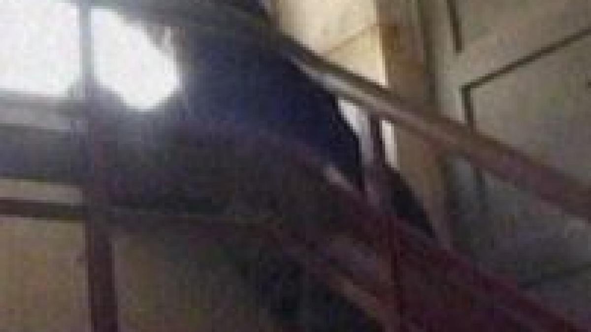 brasov o strada blocata dupa ce o ursoaica s a urcat pe acoperisul unei cladiri video