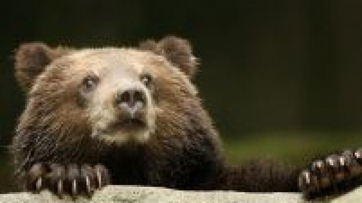 brasov turistii care hranesc ursii vor fi amendati