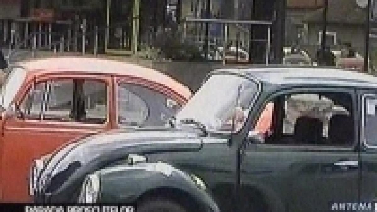 zeci de broscute si au dat intalnire la timisoara video