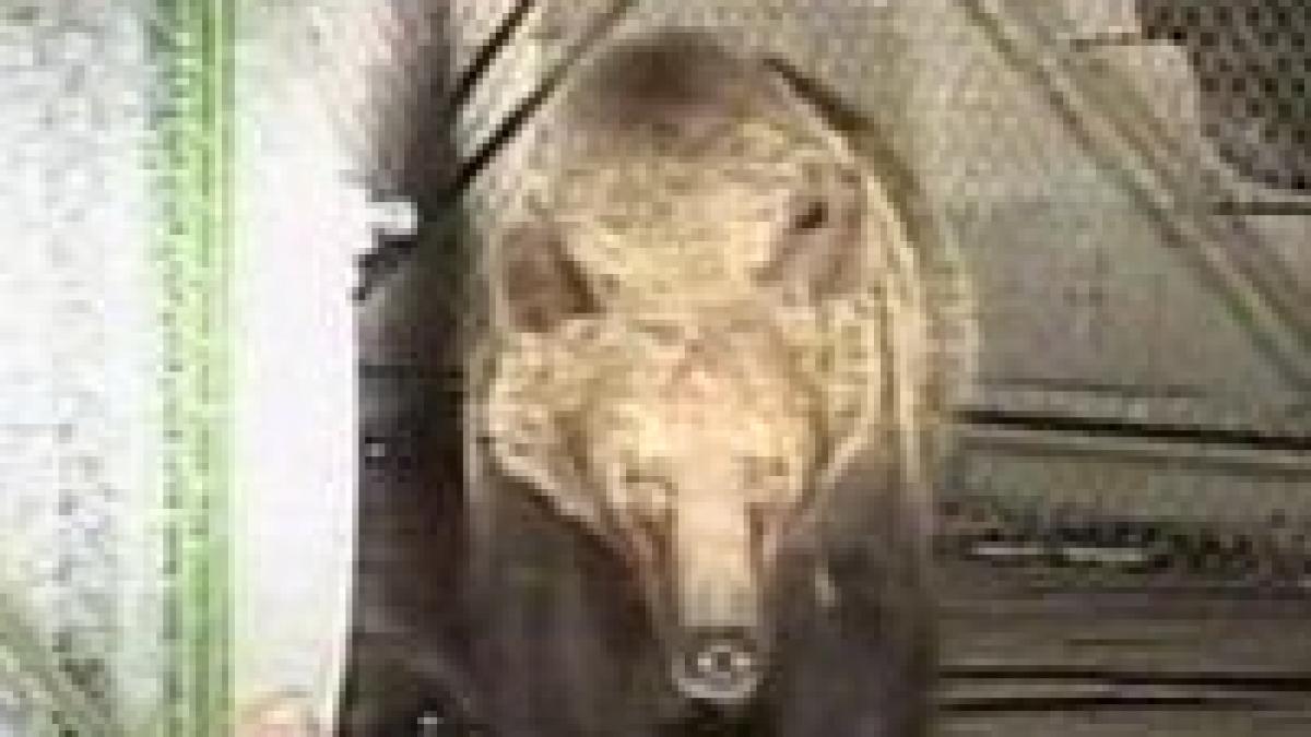 ursii au luat cu asalt strazile din brasov