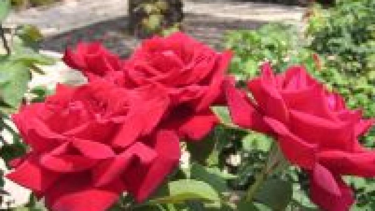 spectacol de culoare si parfum festivalul trandafirilor de la arad