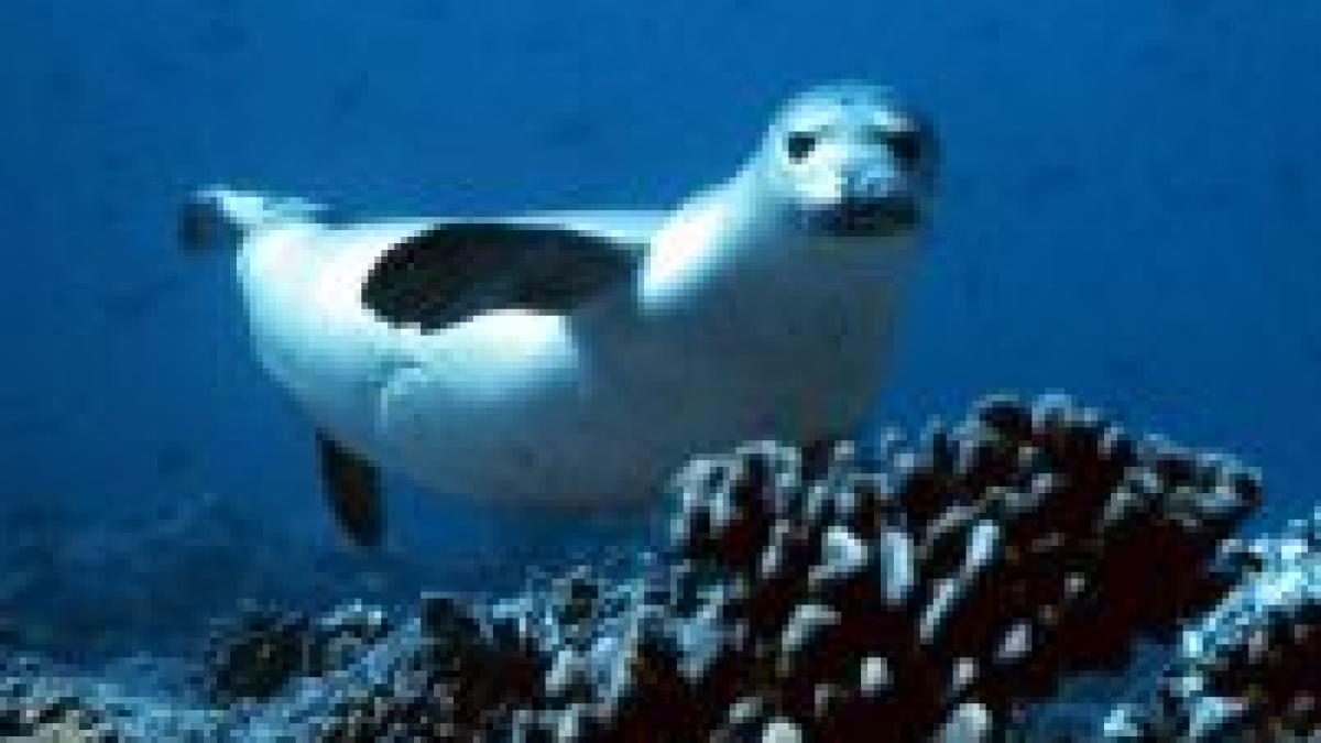 caraibe o specie de foca a fost oficial declarata disparuta din cauza omului