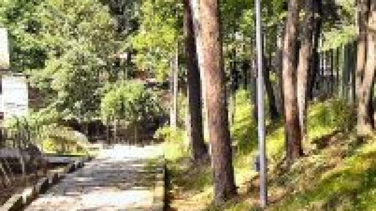 masuri pentru protejarea spatiilor verzi stabilite de guvern