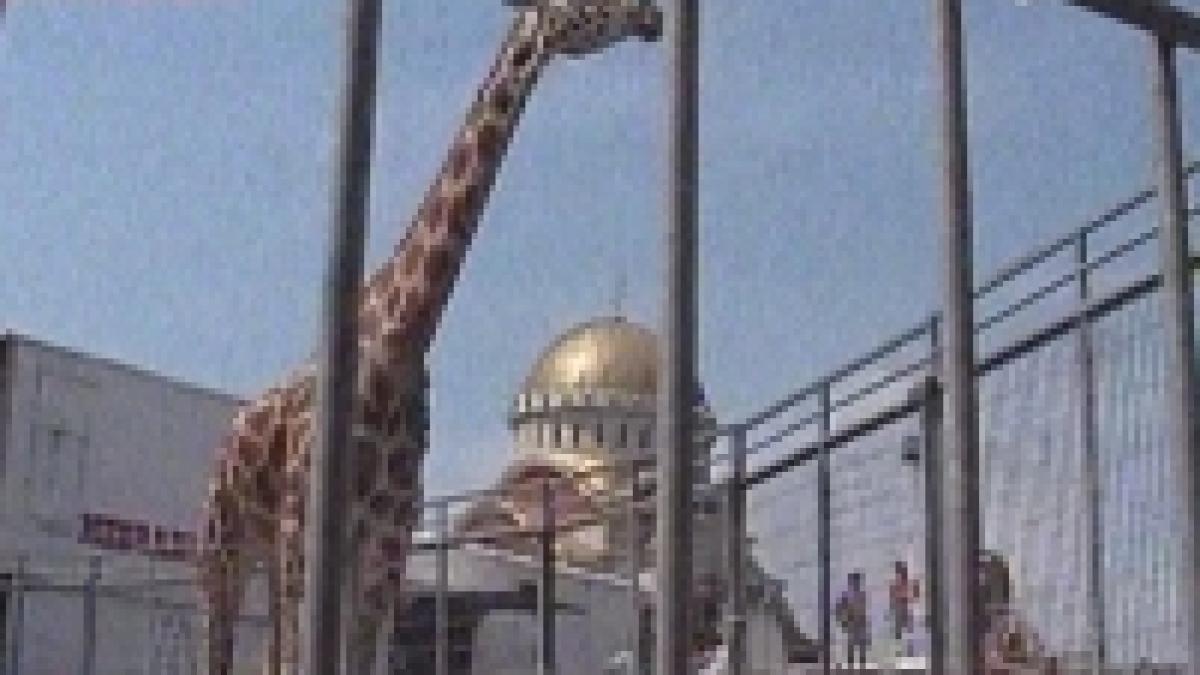 lamia si picola girafele care pot fi admirate in parcul moghioros din bucuresti video