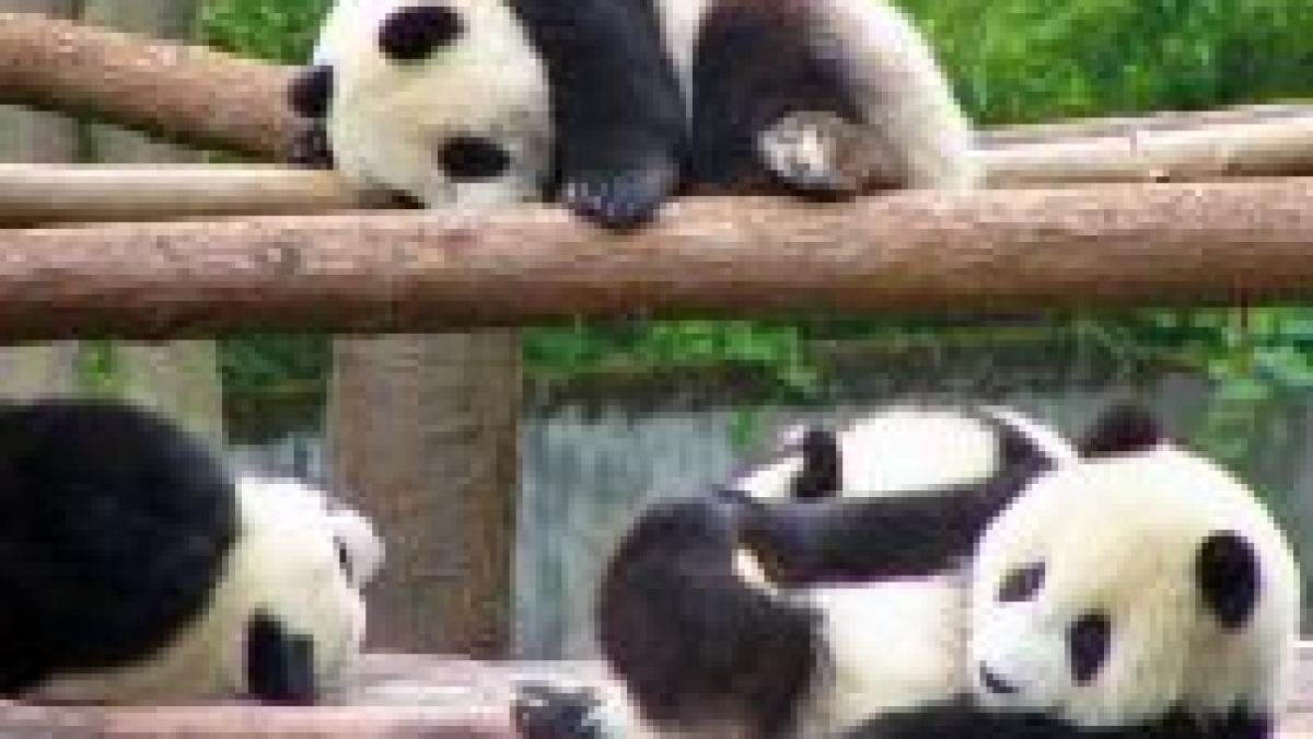 consecintele cutremurului din china animale pe cale de disparitie risca sa moara de foame
