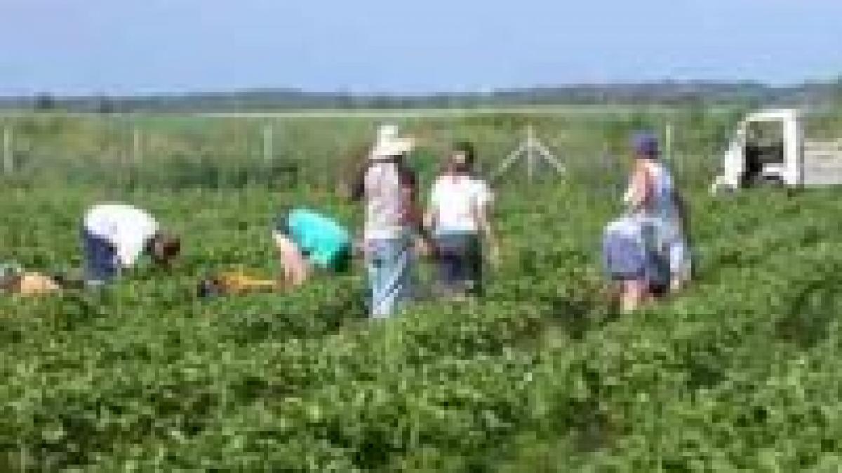 romanii ar putea avea liber la lucru in spania incepand cu 2009