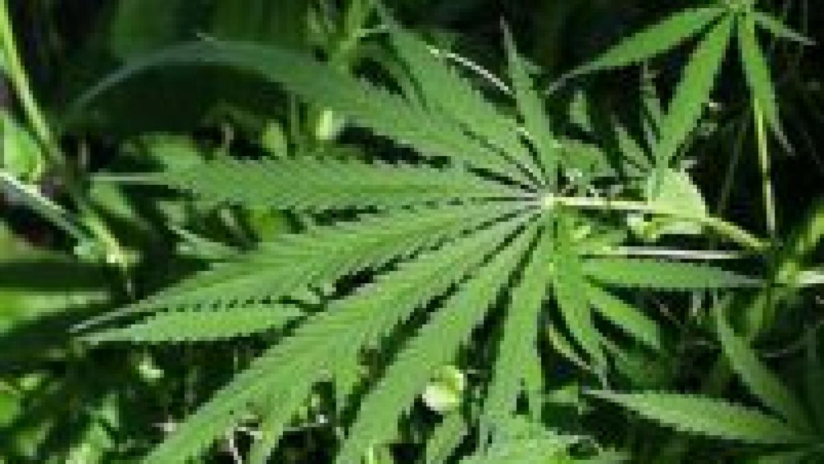 danemarca pe primul loc in ue la consumul de marijuana romanii pe ultimele locuri