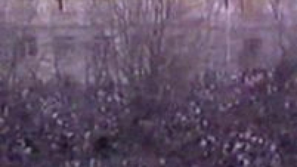 jurnalul revolutiei de la timisoara armata nu a tras in revolutionari