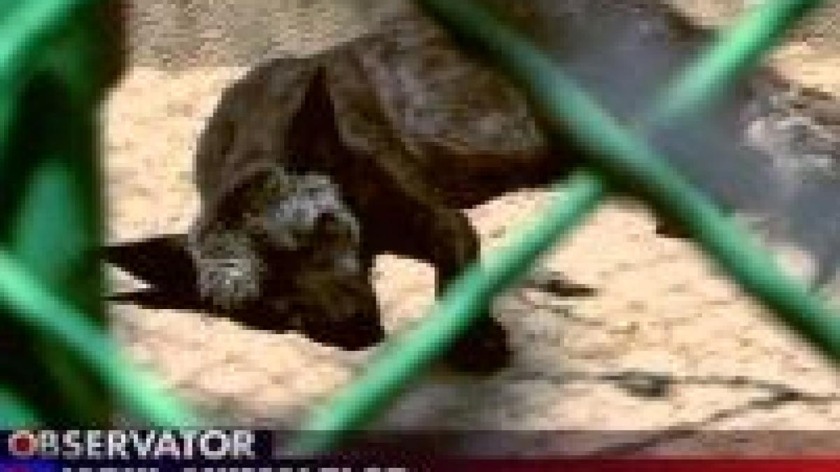 iadul animalelor exista la microrezervatia delfinariu din constanta