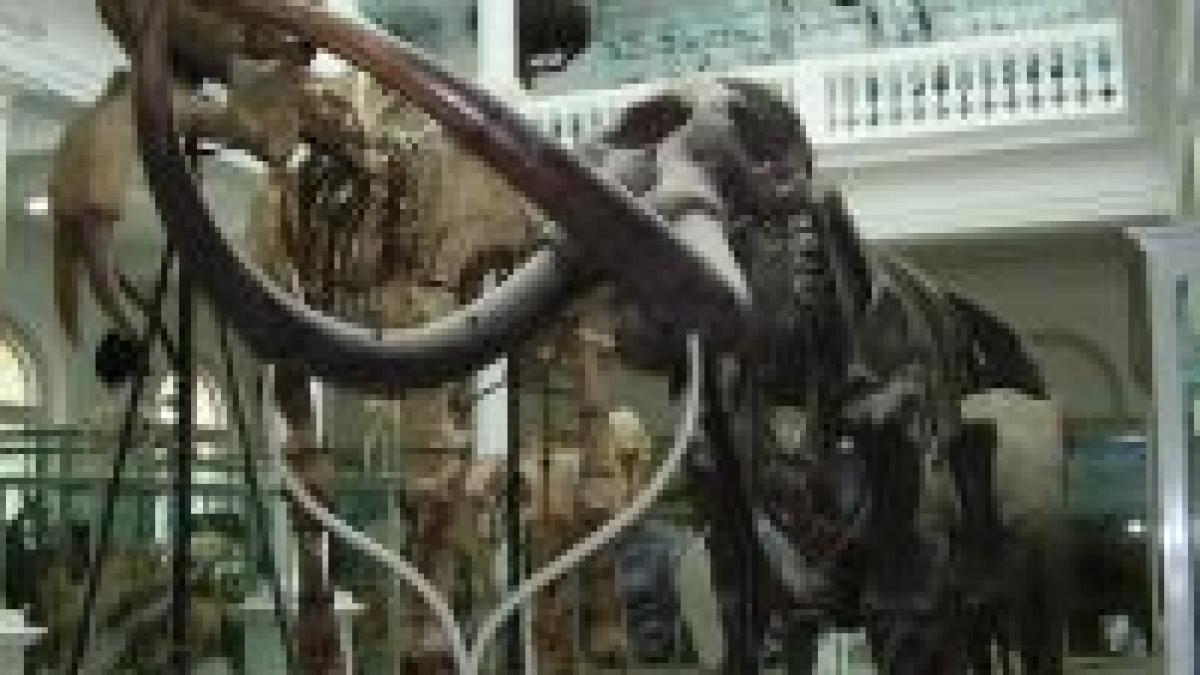 bucuresti ghid la purtator pentru amatorii de muzee