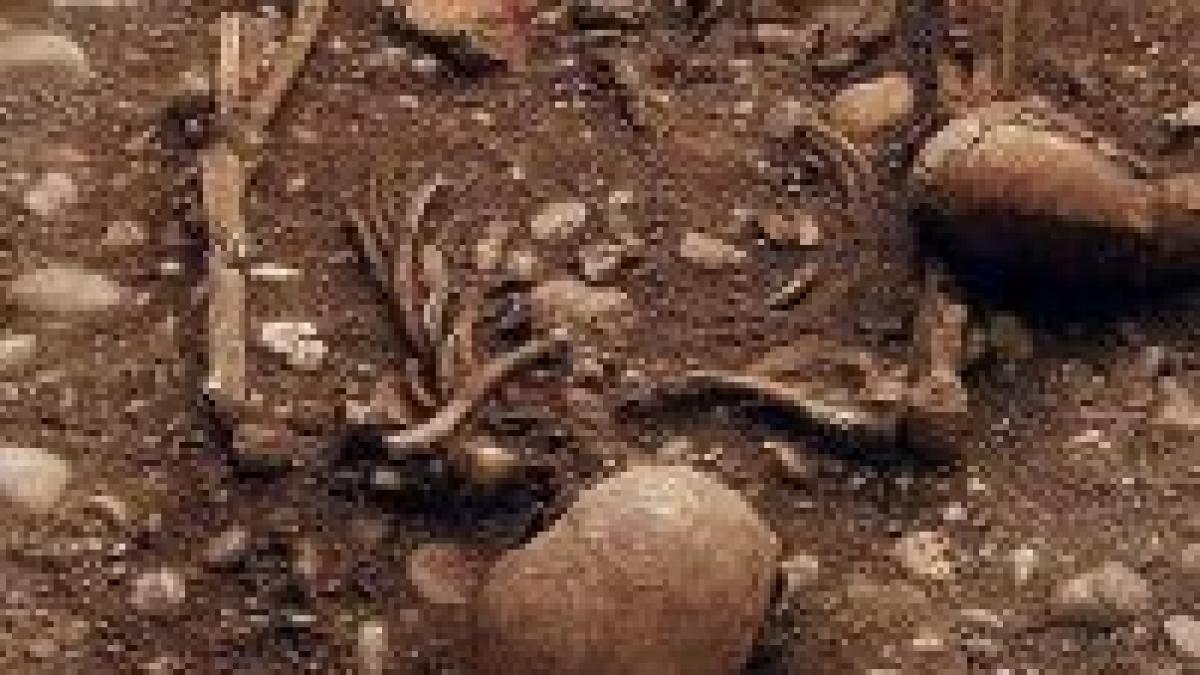 350 de morminte romane au fost descoperite de arheologi in alba iulia