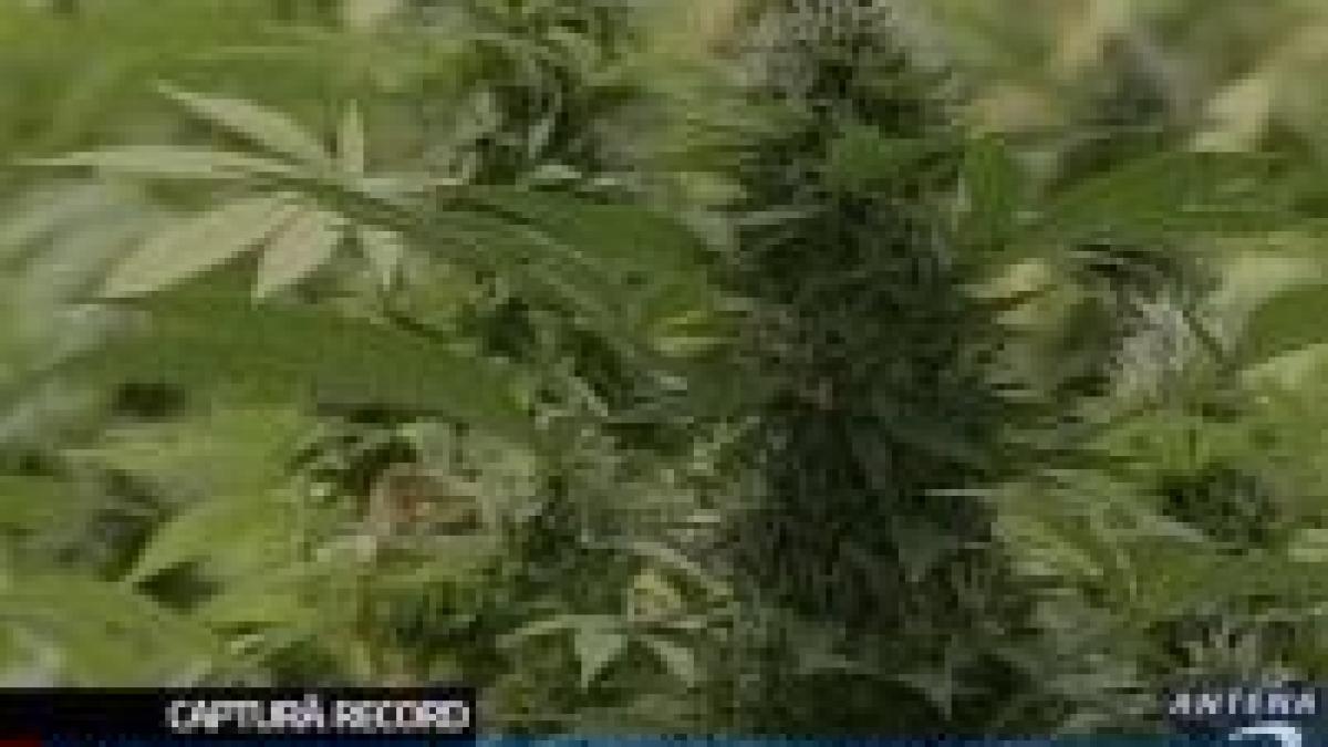 captura secolului peste 19 tone de marijuana descoperite in portul amsterdam