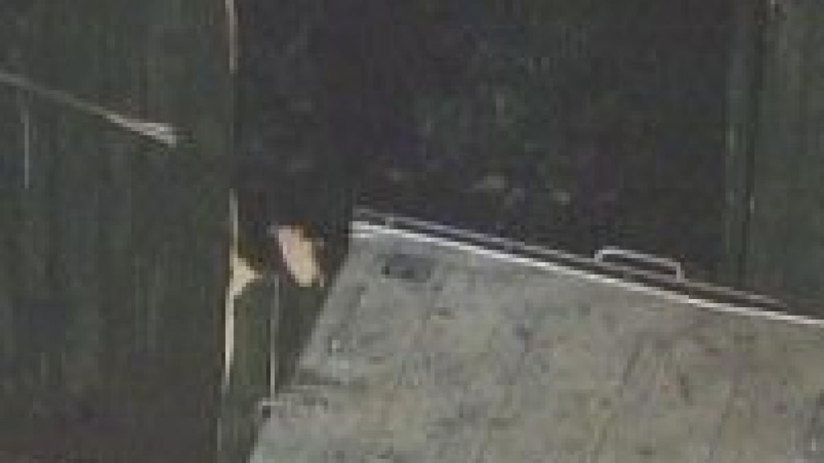 un pui de urs blocat intr un tomberon toata noaptea din cauza indiferentei autoritatilor