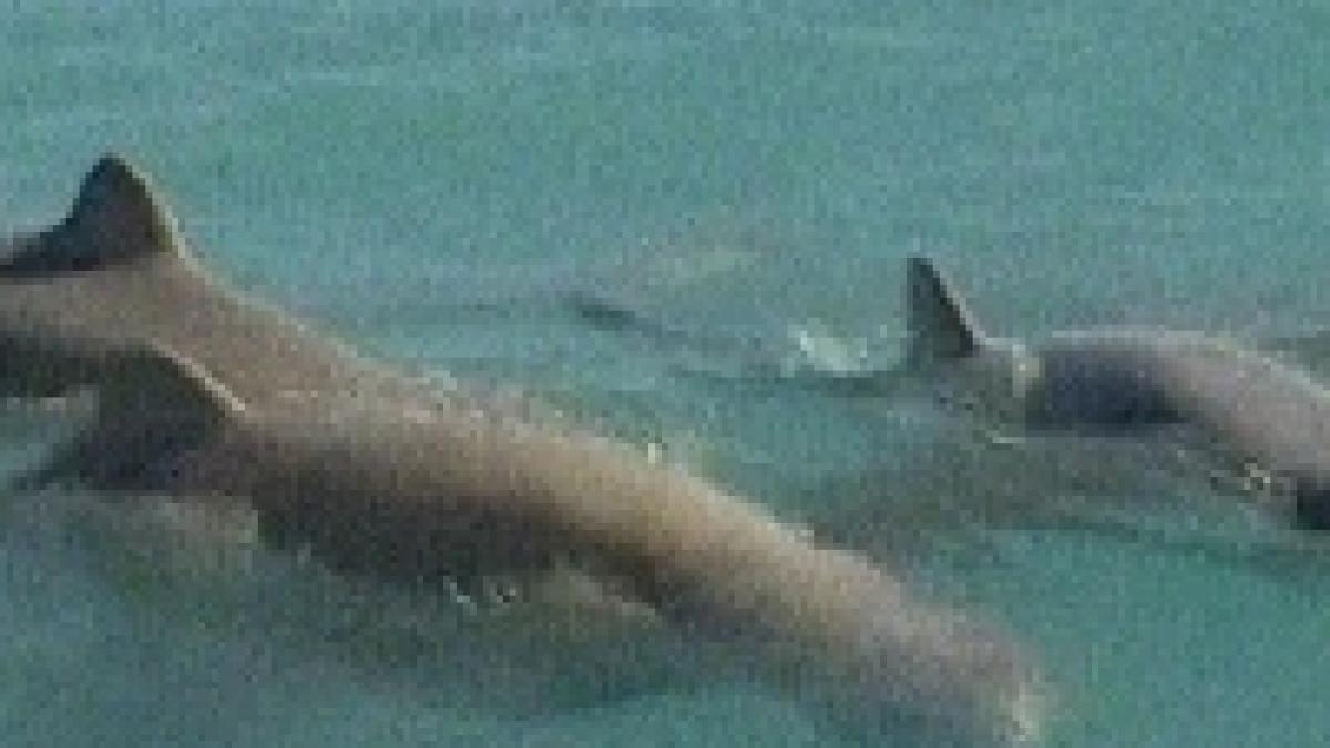 australia delfinii carni filmati in premiera de cercetatori video