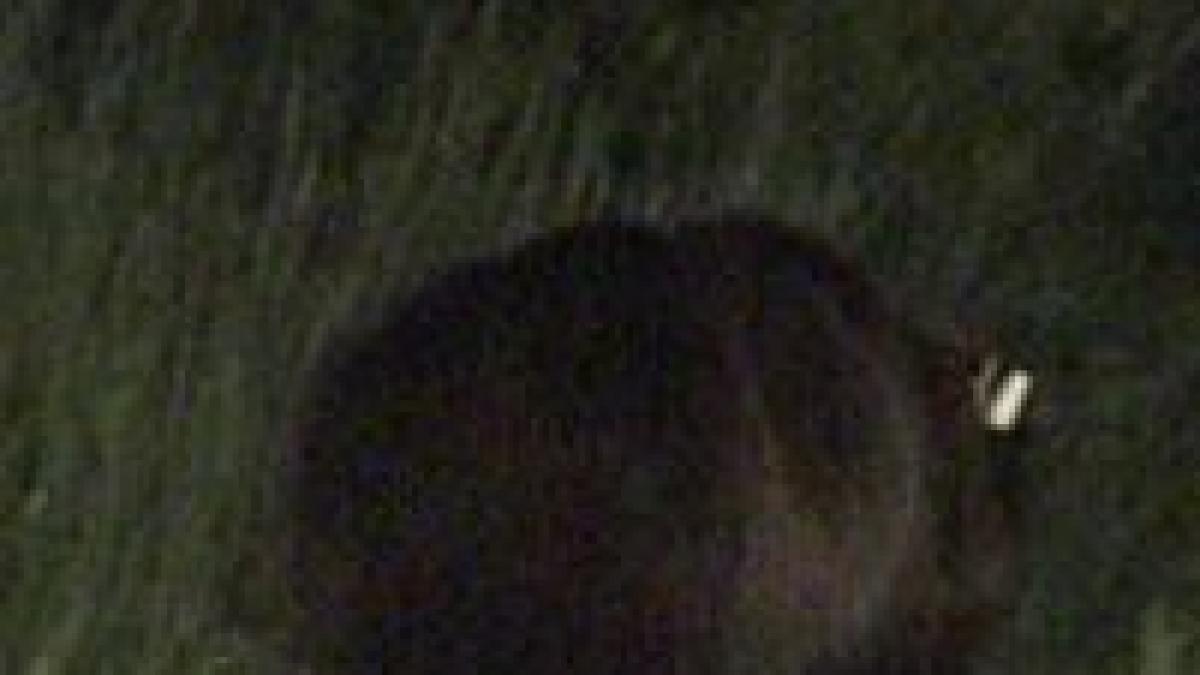 ursul care a ucis un om in brasov a fost la randul lui omorat