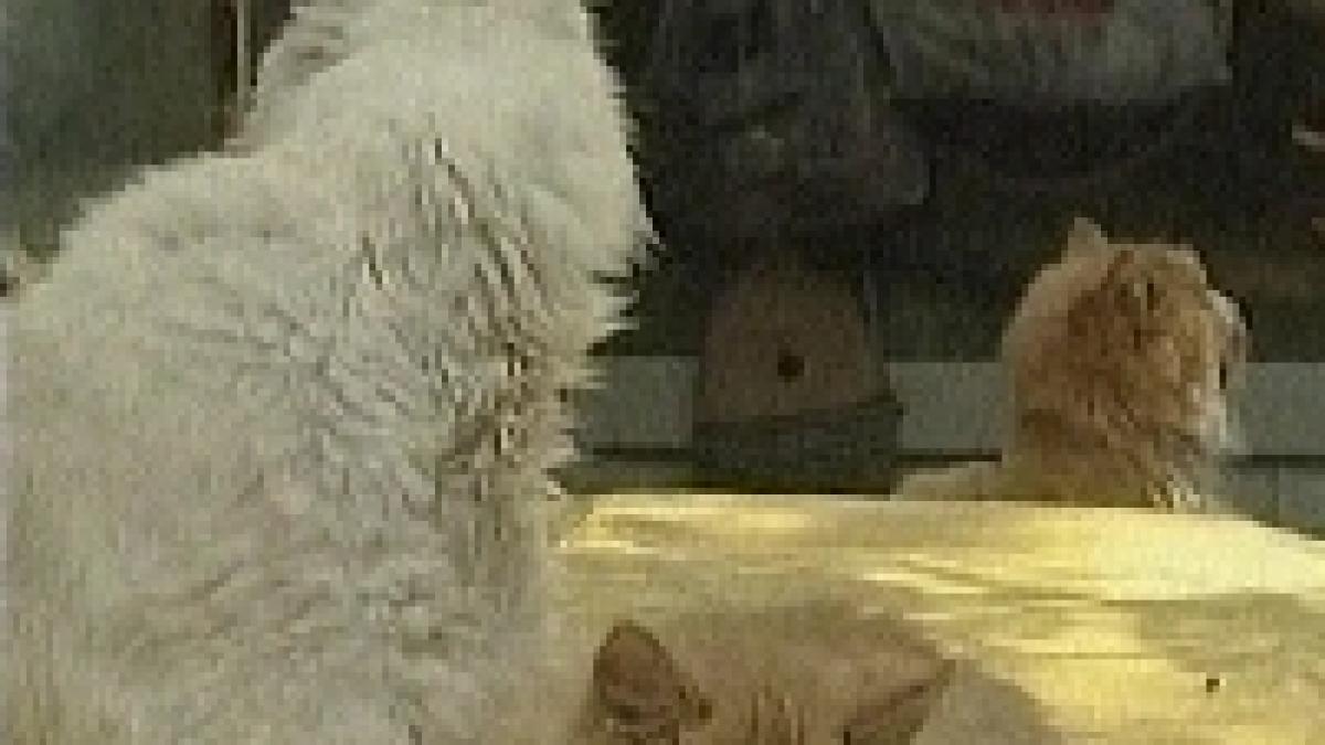 china pisicile si cainii fara stapan vanati pentru ca strainii sa gaseasca strazile curate