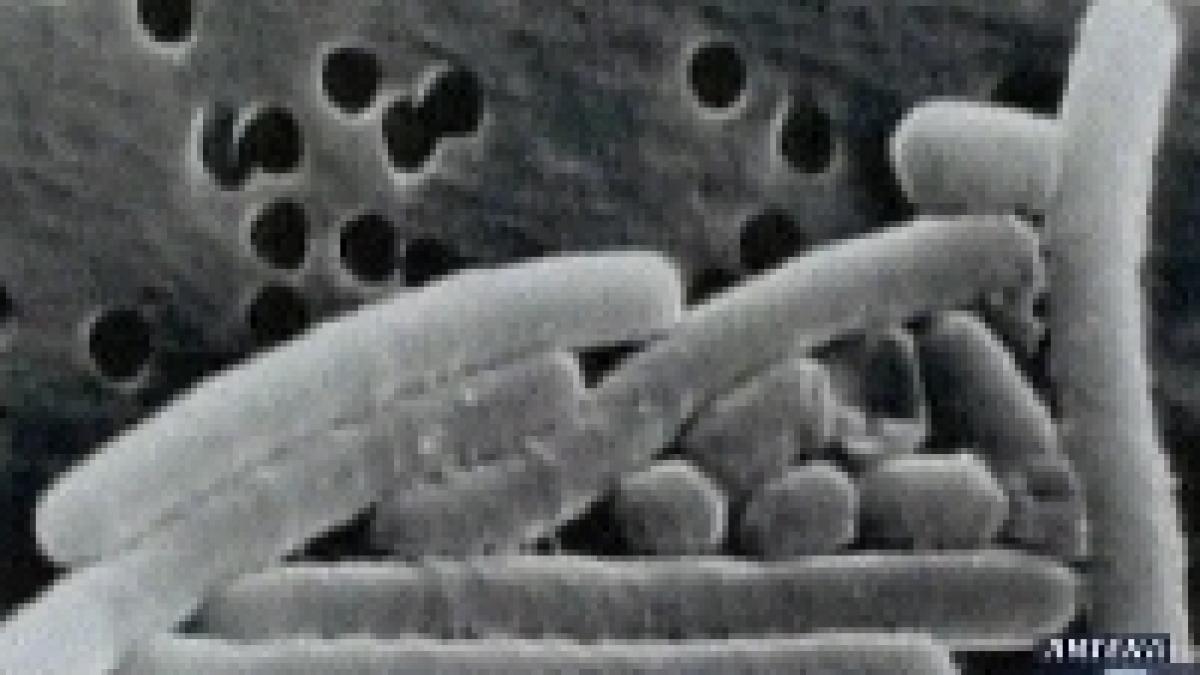 sua cazul antrax rezolvat biologul care s a sinucis recent este singurul vinovat