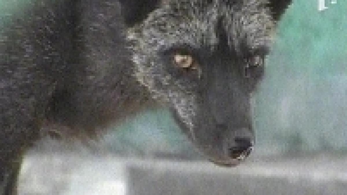 constanta vulpile din microrezervatie au evadat si s au plimbat prin oras