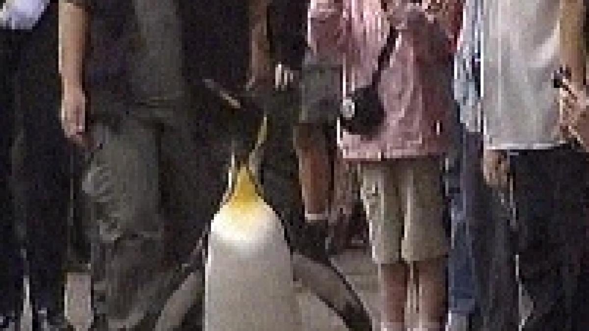 pinguinul nils mascota garzii regale norvegiene a primit rangul de cavaler