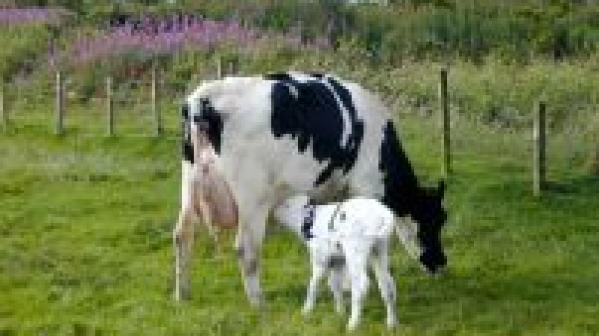 crescatorii de vite din bulgaria ameninta ca se muta in grecia