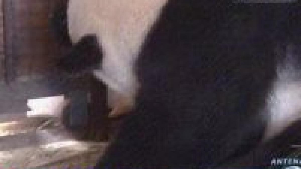 un ursulet panda a fost botezat olimpiada pentru ca s a nascut pe 08 08 2008