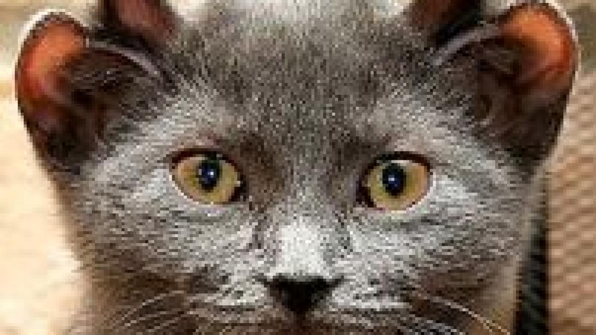 chicago in apropiere de halloween o pisica s a nascut cu patru urechi