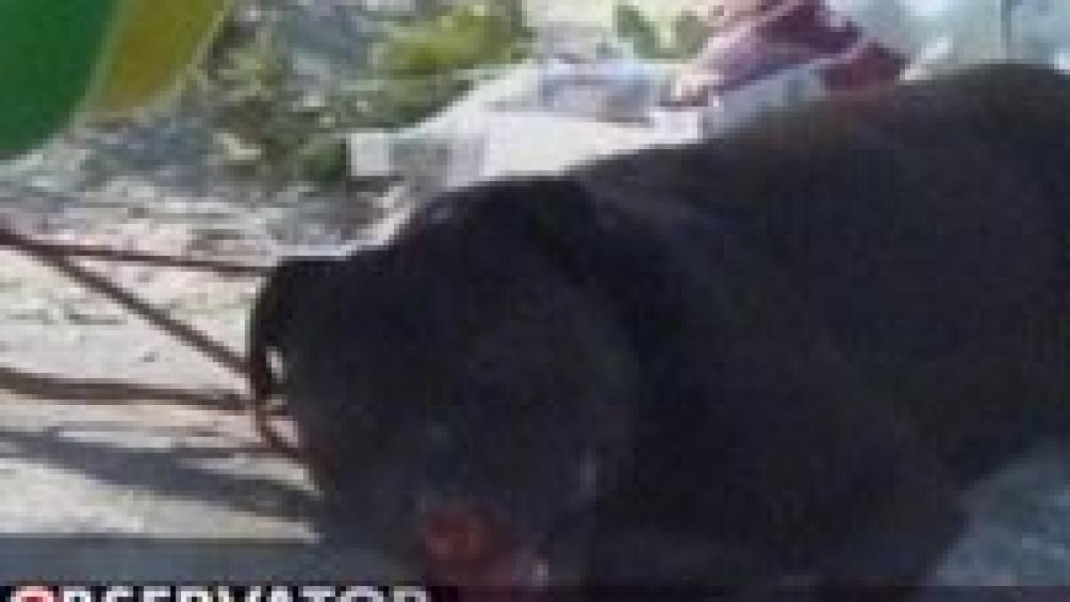 navodari o femeie atacata pe plaja de un pitbull dresat sa fure de la turisti