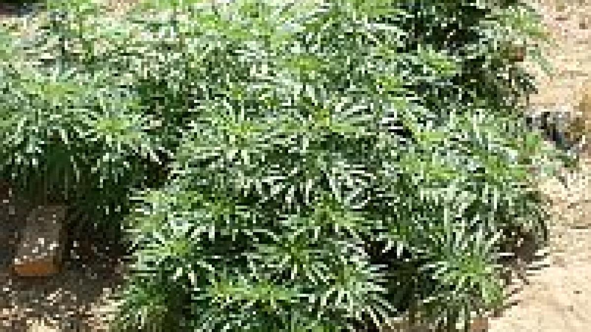 in romania semintele de cannabis se vand si pe internet