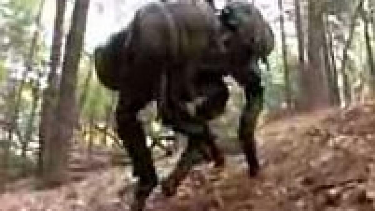 prietenul cel mai bun al omului acum in varianta computerizata