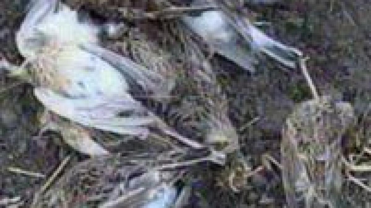 italieni prinsi cand incercau sa treaca in ungaria cu 500 de pasari vanate ilegal in romania