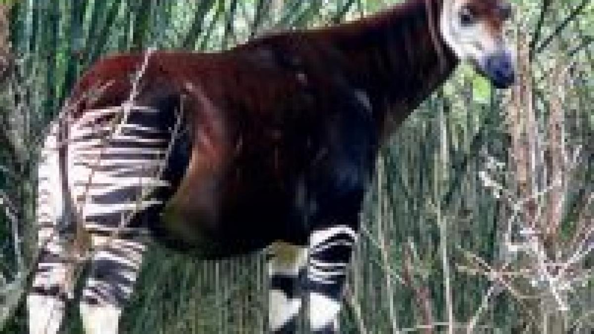 okapi unul dintre cele mai rare animale din lume filmat in sabaticia africii