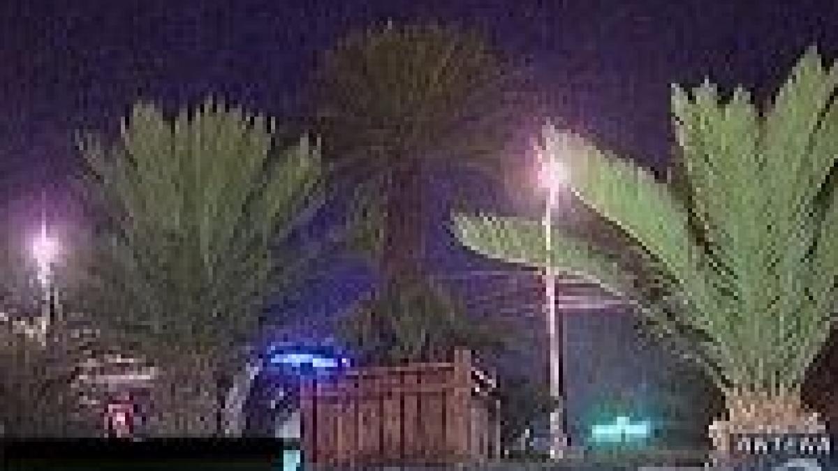 palmierii din piata universitatii dispar unul cate unul