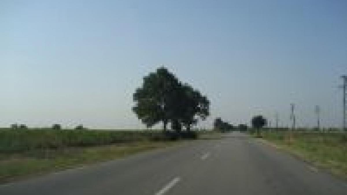 grav accident la iesirea din localitatea comanesti cinci tineri morti si unul grav ranit