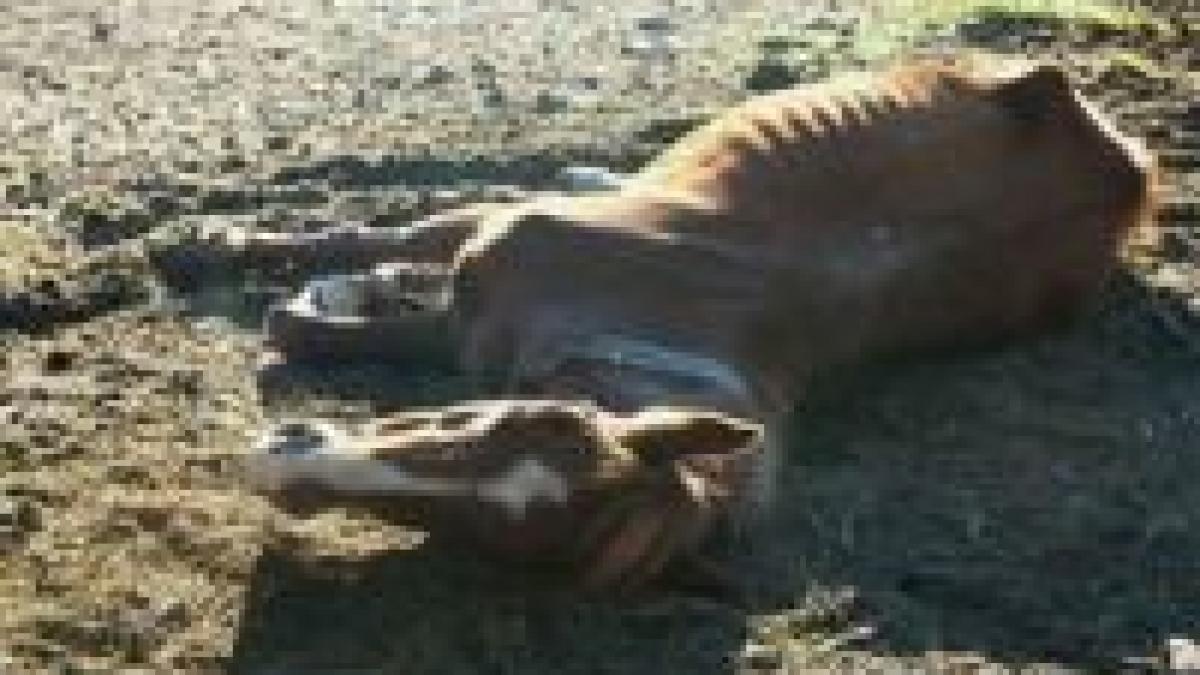 din lipsa banilor animalele de la gradina zoologica din buhusi ar putea fi sacrificate