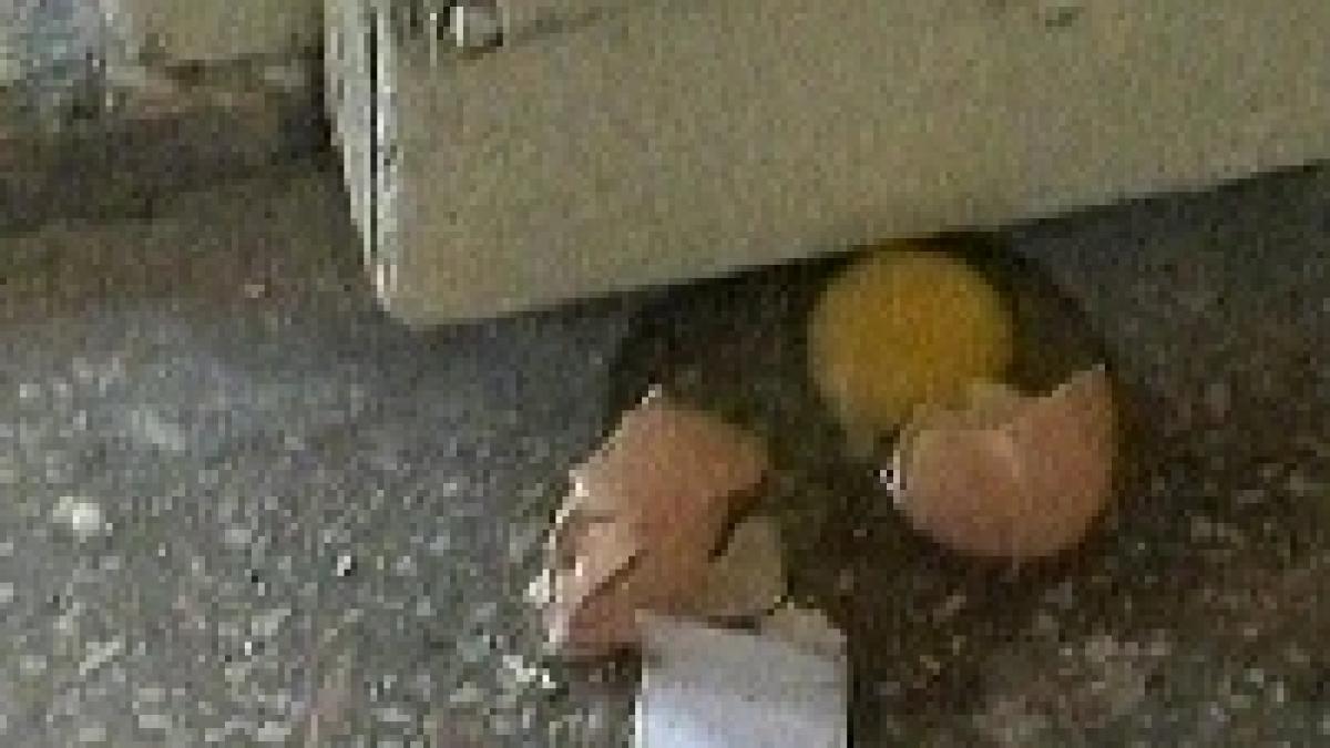 conflictul dintre consilieri si primarul din maracineni a degenerat intr o bataie cu oua