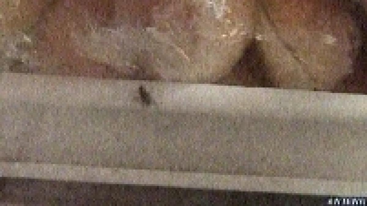 constanta inspectorii opc au gasit sandvisuri cu muste la un chiosc scolar video