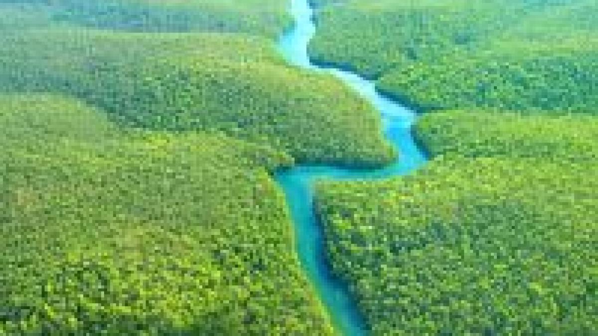 brazilia padurea amazoniana grav afectata de defrisari