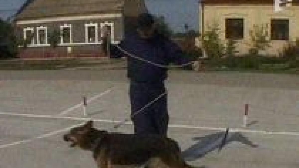 timis hotii au furat un bancomat vizavi de sediul politiei video