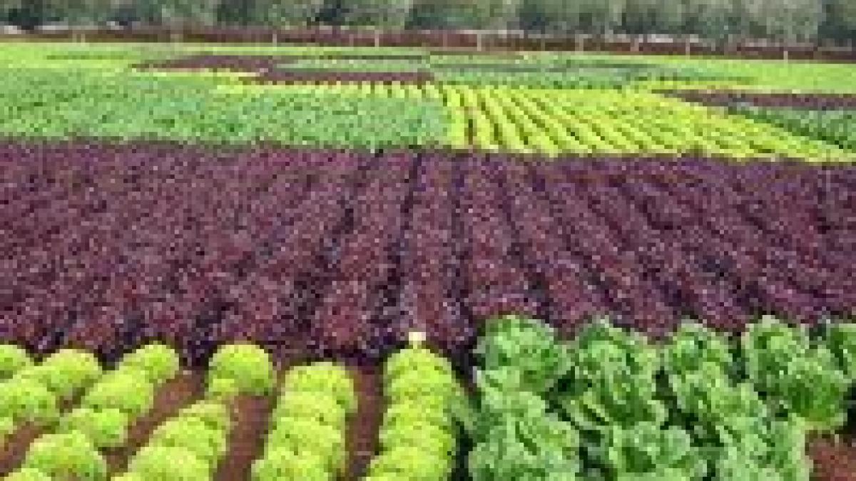 solul cursurile de apa si fantanile din romania otravite cu nitrati