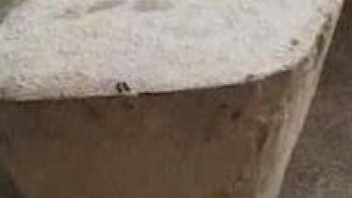 constanta elevii si profesorii unui liceu nevoiti sa manance printre gandaci