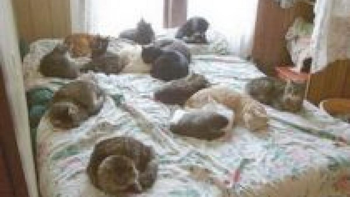 se intampla in romania femeie devorata de propriile pisici