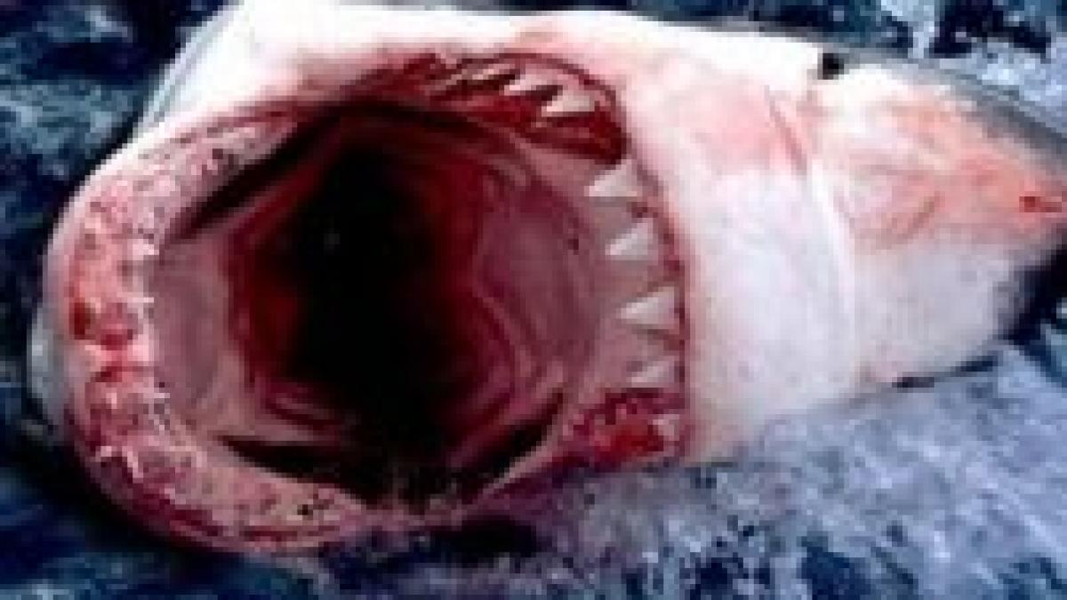 croatia destinatie nesigura un turist a fost atacat de un rechin in marea adriatica