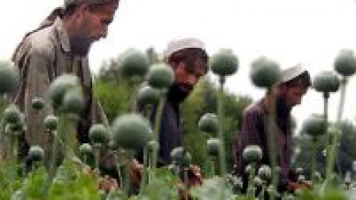 nato se va implica in combaterea traficului de droguri din afganistan