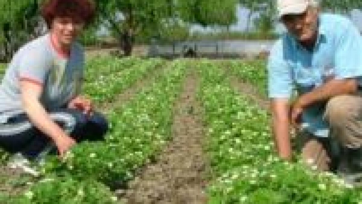 capsunarii in pericol sa si piarda posturile spania reduce cu 35 locurile de munca pentru imigranti