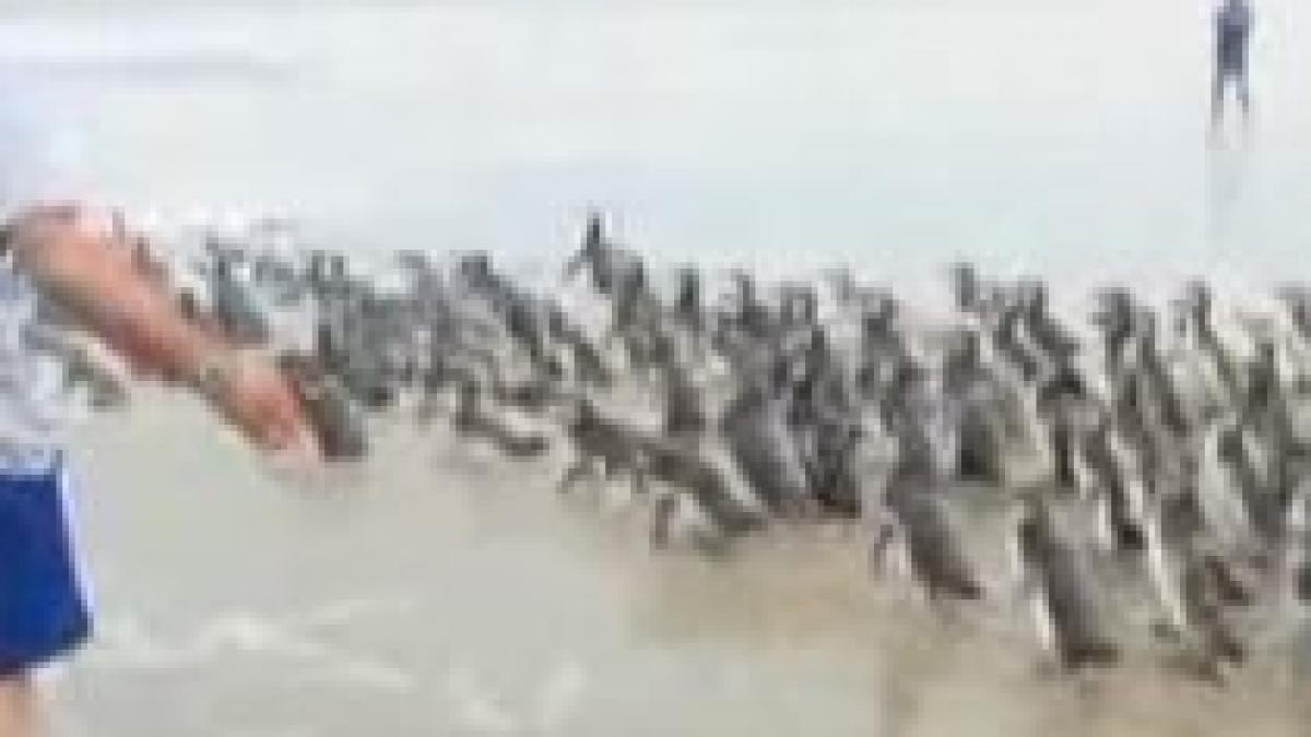 400 de pinguini magellan salvati si readusi in mediul lor de viata in america de sud video