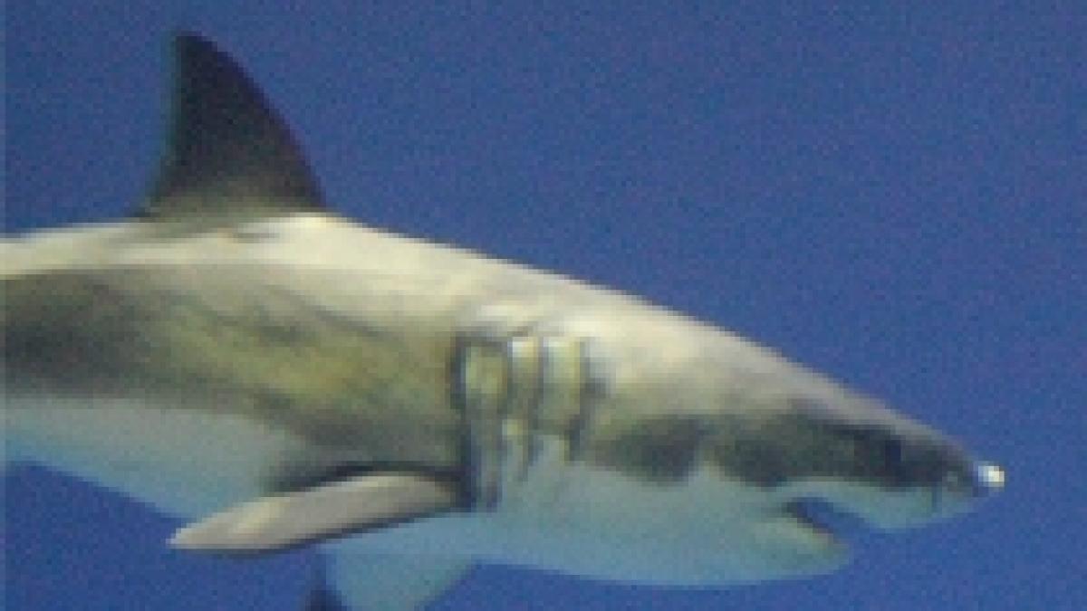 anticorpii rechinilor noua arma pentru lupta impotriva cancerului