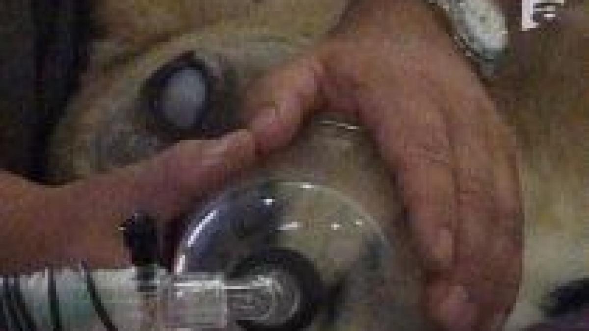 cu leoaica la doctor felina operata de cataracta la brasov