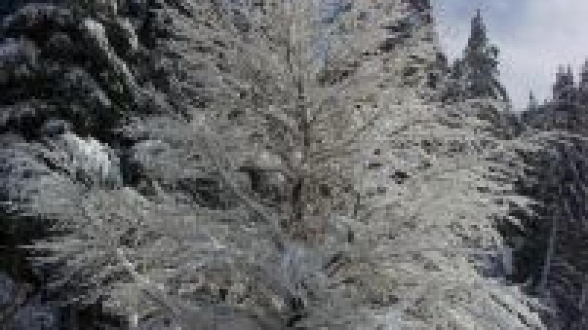 cea mai rece noapte din acest sezon temperatura a atins valoarea de 7 grade celsius